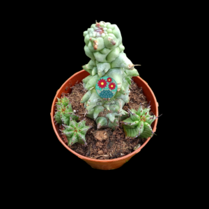 Euphorbia horrida monstruosa