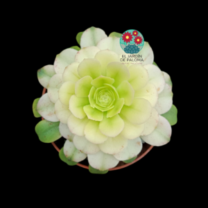 Aeonium Sinya variegata