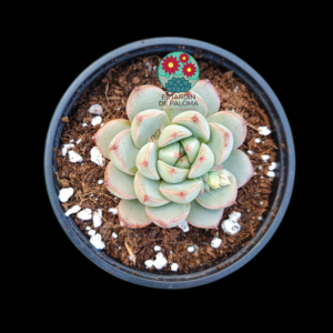 Echeveria morado