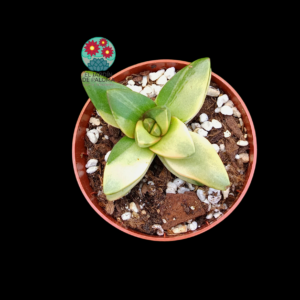 Crassula Benjamin variegata
