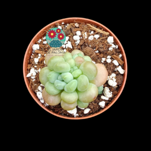 Graptosedum Rococo híbrido (no es grande)
