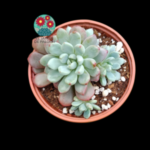 Graptoveria "Snow Peach"