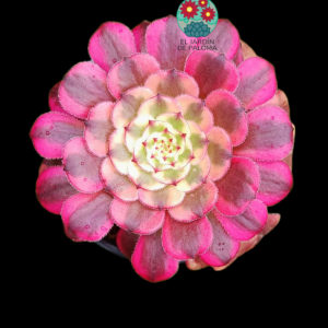 Aeonium Wu Tiang Ji variegata (importación)