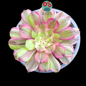 Aeonium Pink daisy variegata (importación)