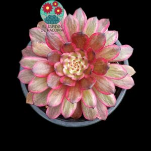 Aeonium Purple variegata