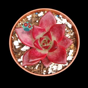 Echeveria agavoides "Romeo rubín"
