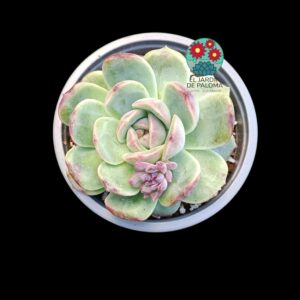 Echeveria Lavender cloud (parentales importación, es grande)