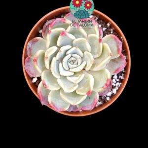 Echeveria "Kiss me"