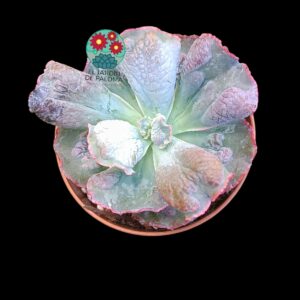 Echeveria Linguas