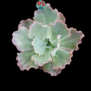 Echeveria Shaviana