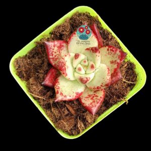 Echeveria agavoides Romeo (selección)
