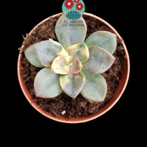 Echeveria Chroma