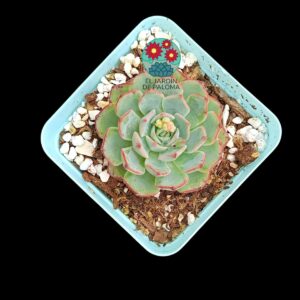 Echeveria blue minima