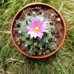 Turbinicarpus alonsoi con hijuelos