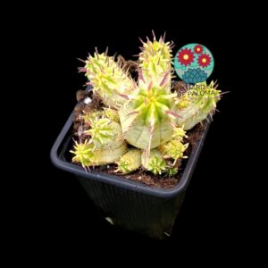 Euphorbia Aggregata variegata (no es grande)