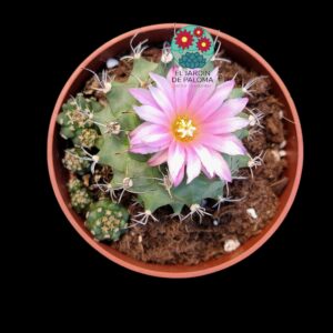 Turbinicarpus alonsoi con hijuelos