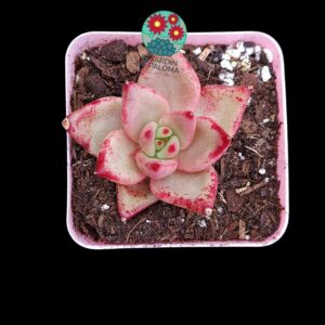 Echeveria agavoides Romeo (seleccion)