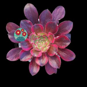 Aeonium Lina variegata
