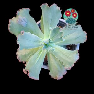 Echeveria Blue curls (es grande)