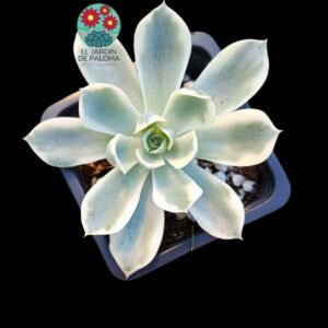 Echeveria "Moon river' variegata