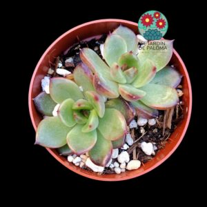 Echeveria Black tiger doble roseta (no es grande)