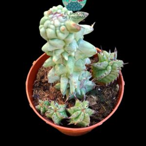 Euphorbia horrida monstruosa