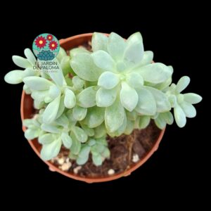 Graptosedum "Caviar"