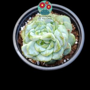Echeveria Red Velvet (buen tamaño,española)
