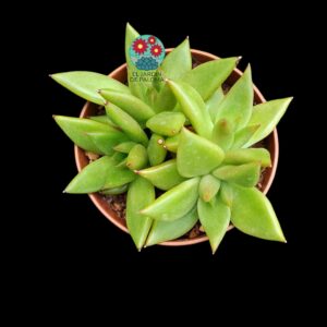 Echeveria agavoides Contepec bouquet form