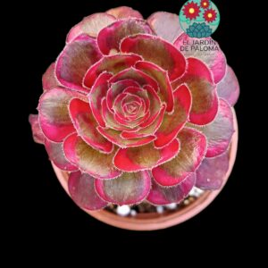 Aeonium Lina variegata