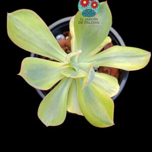 Echeveria "Sunset peony " variegata