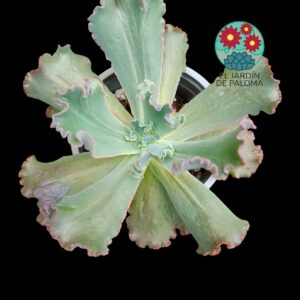 Echeveria First Lady (es grande)