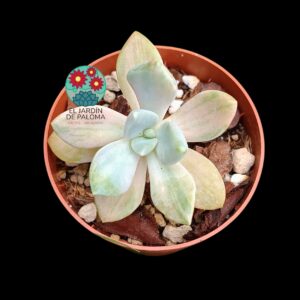 Graptoveria "Winter beauty" variegata (importación)