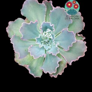 Echeveria Blue curls  (tamaño y maceta grandes)