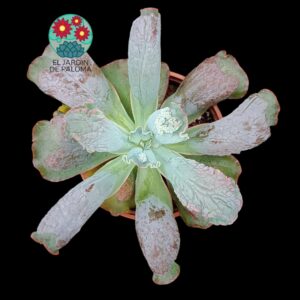Echeveria Linguas (es grande)