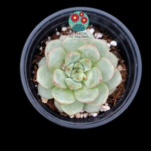 Echeveria morado