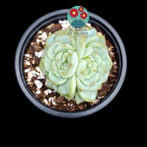 Echeveria Red Velvet doble roseta (española)