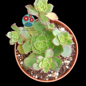 Aeonium Red edge variegata