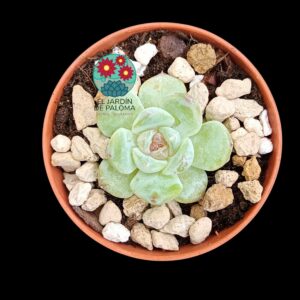 Echeveria "Stramberry jam" (importación, maceta pequeña)