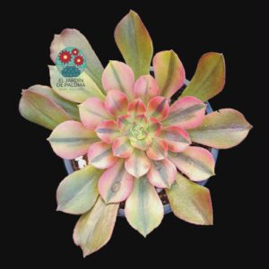 Aeonium Mai Shiranui variegata (importación)