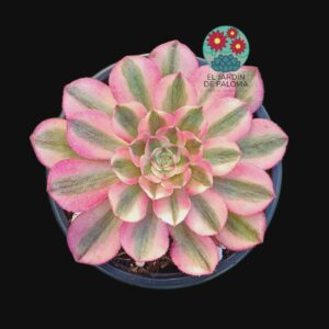 Aeonium Lychee variegata (importación)
