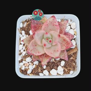 Echeveria agavoides Romeo (selección)