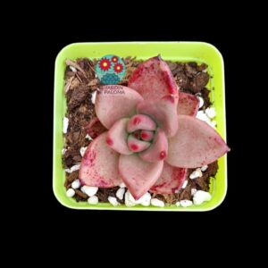 Echeveria agavoides Romeo (seleccion)