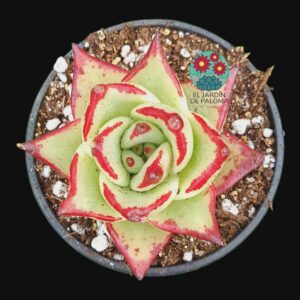 Echeveria Agavoides "Multifida"