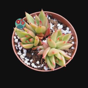 Echeveria agavoides "Red tips