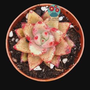 Echeveria Agavoides Romeo hibrida (no es grande)