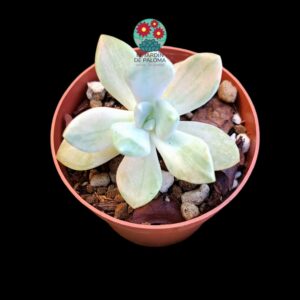 Graptoveria "Winter beauty" variegata (importación)