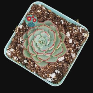 Echeveria blue minima