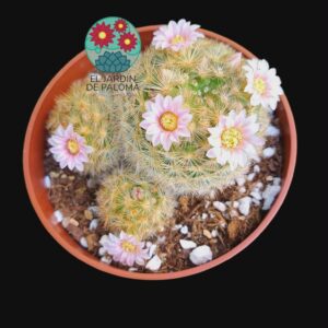 Mammillaria carmenae con hijuelos