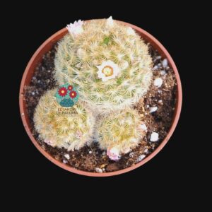 Mammillaria carmenae con hijuelos